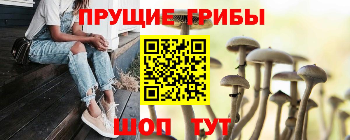 закладки  Вход с VPN  Галлюциногенные грибы Magic Shrooms  Качканар  Галлюциногенные грибы Cubensis 